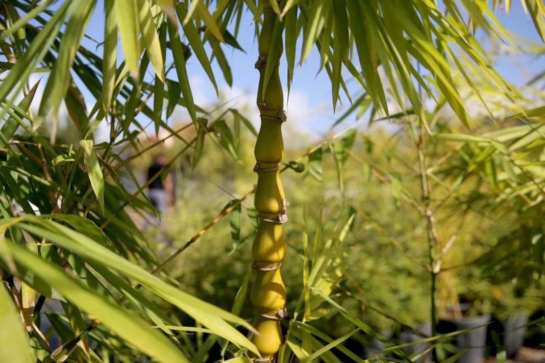 Balkonda eğlencesine yetiştirmeye başlamıştı, şimdi dev fidanlık kurdu! Paraya para demiyor, nereden nereye... 20